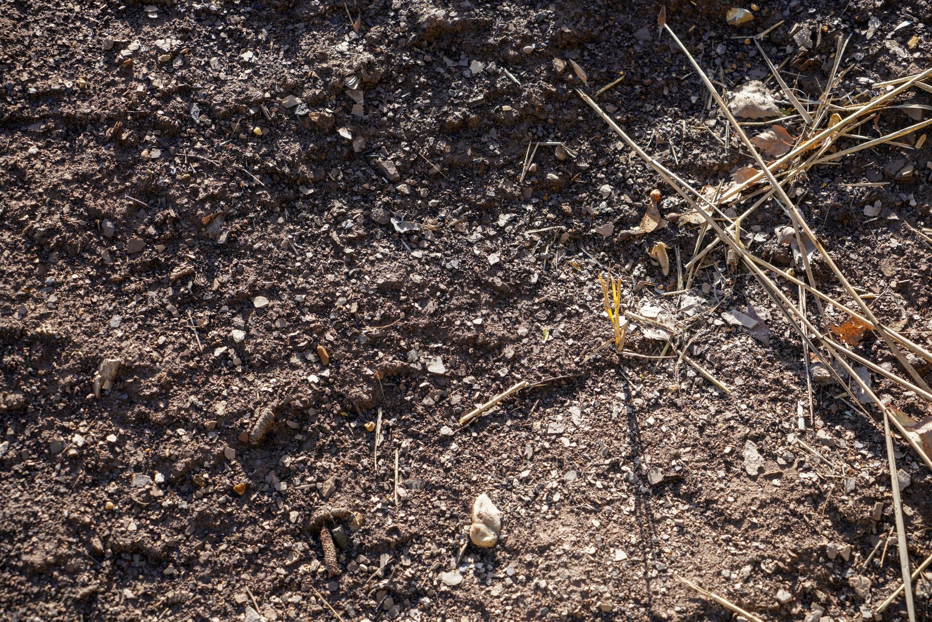 Lead Soil & Dust Testing